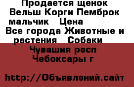 Продается щенок Вельш Корги Пемброк мальчик › Цена ­ 65 000 - Все города Животные и растения » Собаки   . Чувашия респ.,Чебоксары г.